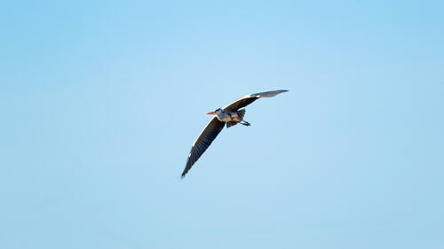 Stork mid flight 4